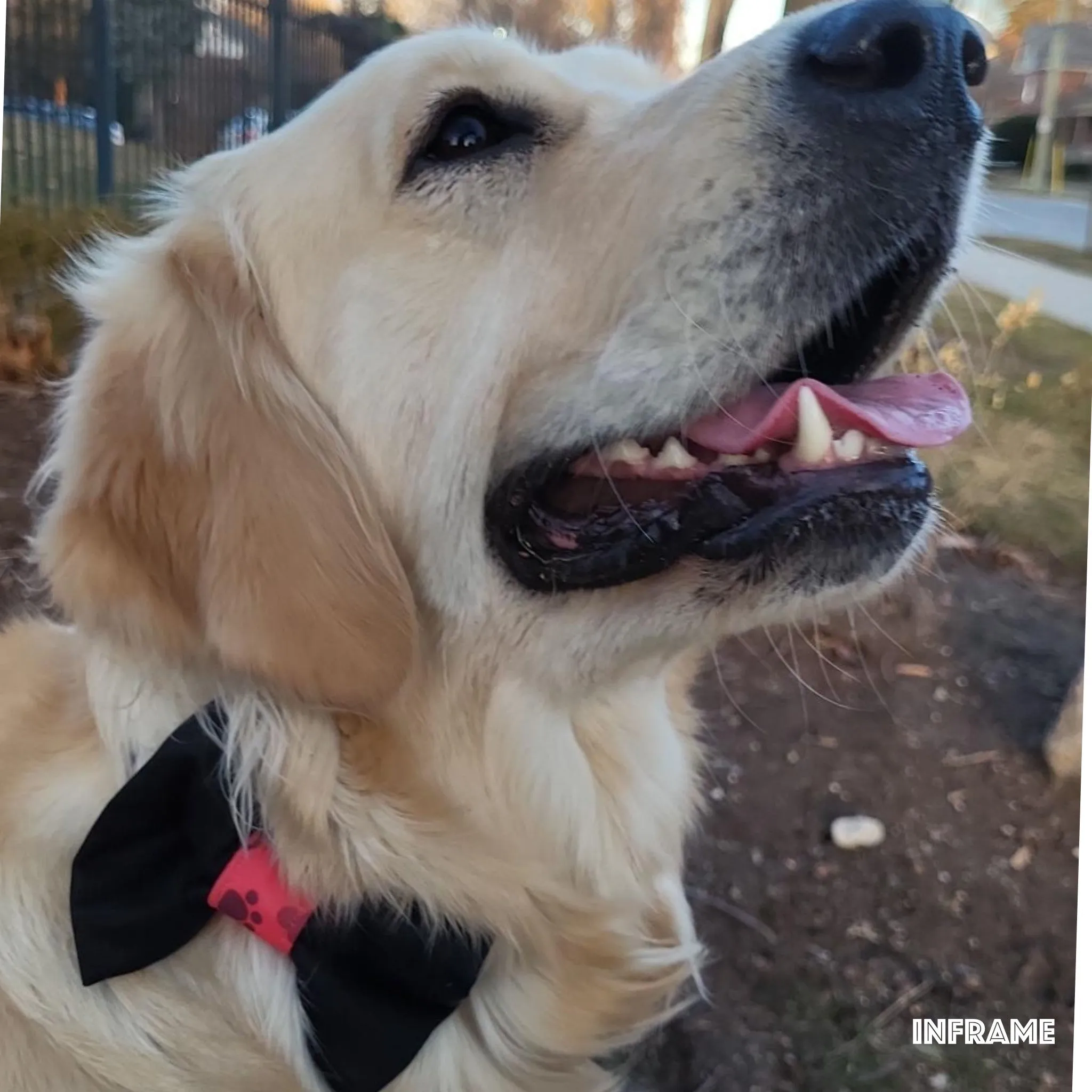 Collar Bow Tie - Black Prints