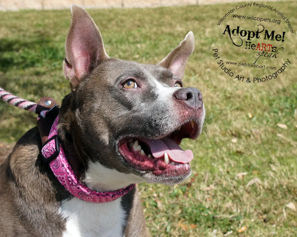 Pink Paisley Bandana Print Dog Collar